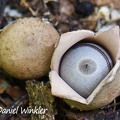 Geastrum sp. wiith millipede on the inside seen in Rio Claro