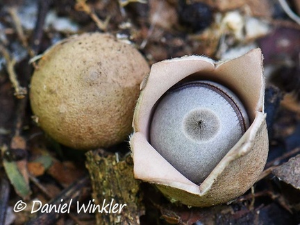 Geastrum sp. wiith millipede on the inside seen in Rio Claro