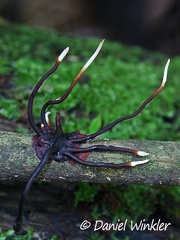 rhizomorph of a fungus seen in Rio Claro