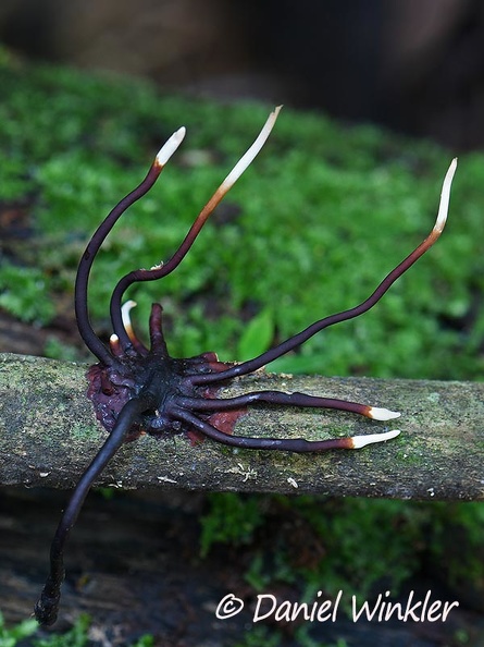 rhizomorph Rio Claro DW Ms.jpg