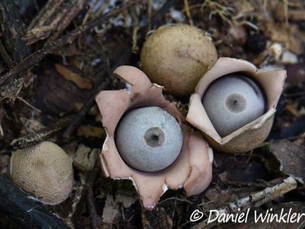 Geastrum seen in Rio Claro
