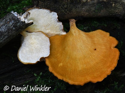 A big yellow Polyporus sp. with pores display in Rio Claro