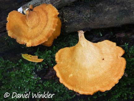 A big yellow Polyporus sp. in Rio Claro