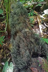 Xylaria mass fruiting Rio Claro DW Ms