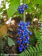 caulifloric blue berried Miconia septuplinervia growing in Rio Claro.