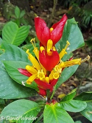 Sanchezia macrocnemis in Rio Claro