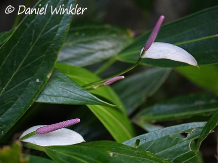 An Anthurium (Araceae) growing on the bank Rio Claro