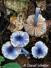 Beautiful Leptonia / Entoloma sp., possibly close to Entoloma calliderma growing in Fin del Mundo