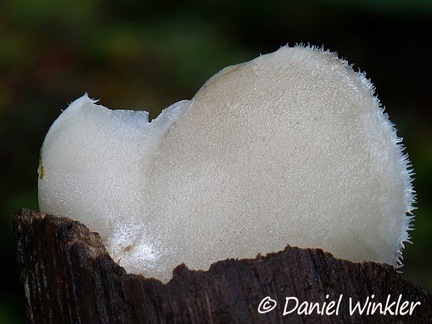 Auriscalpium villipes cap seen in Isla Escondida