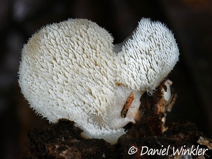 Auriscalpium villipes with its cool hydnoid hymenium