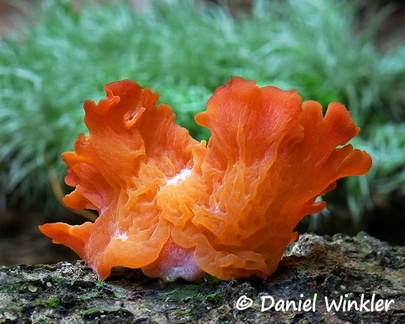 Guepinia helvelloides, Charguayaco, Pitalito