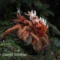 Cordyceps caloceroides growing out of a Tarantula seen near Pitalito