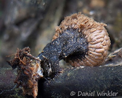 Tubifera microsperma Slime mold seen in San Agustin