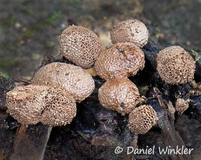 Tubifera microsperma Slime mold seen in San Agustin