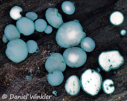Chlorociboria sp. seen in Rio Magdalena Narrows near San Agustin