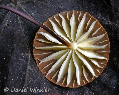 Marasmius berteroi gills seen in San Agustin