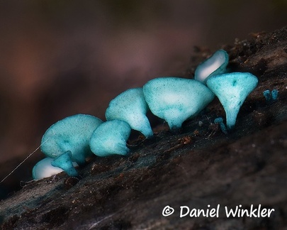 Chlorociboria sp. San Agustin. All the fruiting bodies were very similar and regular shaped, something I have not observed in other Chlorociboria  species.