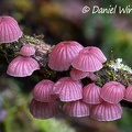 Mycena holoporphyra on a branch in El Cedro