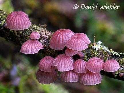 Mycena holoporphyra on a branch in El Cedro