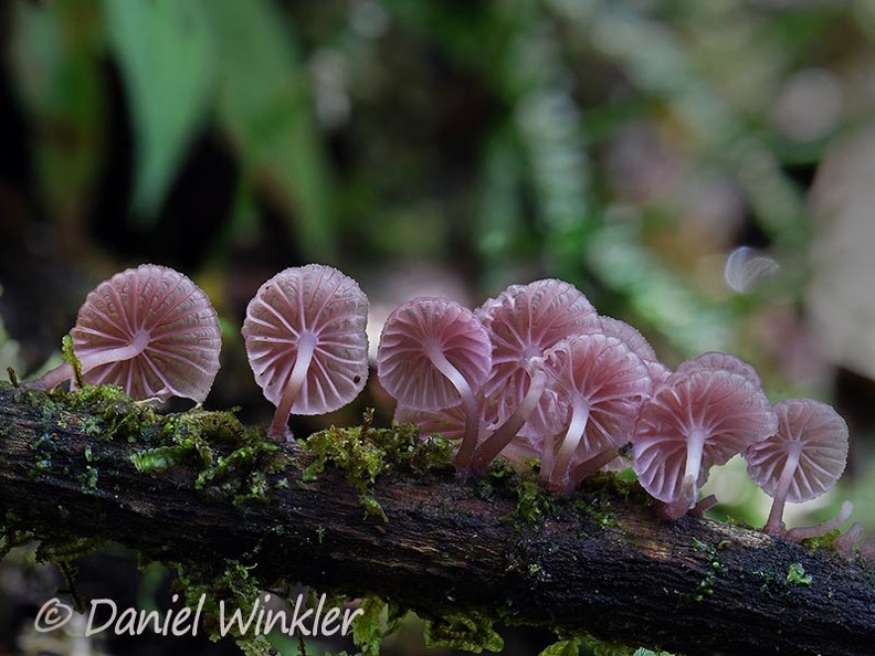 Mycena holoporphyra gills branch DW Ms.jpg