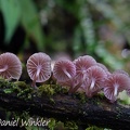 Mycena holoporphyra gills