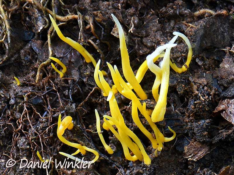 Clavulinopsis yellow Mocoa DW Ms.jpg