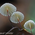 Marasmius candidus gills Mocoa