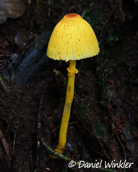 Leucocoprinus brunneoluteus Escondida DW Ms.jpg