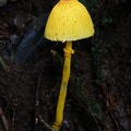 Leucocoprinus brunneoluteus seen in Isla Escondida