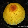 Leucocoprinus brunneoluteus cap