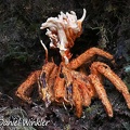 Cordyceps caloceroides on a Tarantula in situ near Pitalito