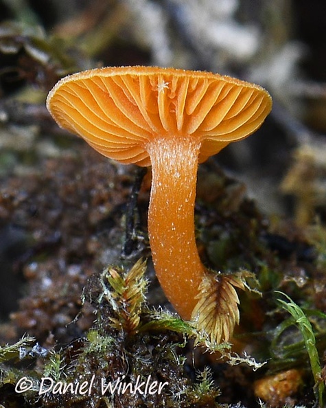 Pluteus gills El Cedro DW Ms.jpg