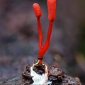 Cordyceps nidus growing from a small spider seen in Isla Escondida, Putumayo