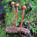 Ophiocordyceps amazonica seen in Isla Escondida, Putumayo