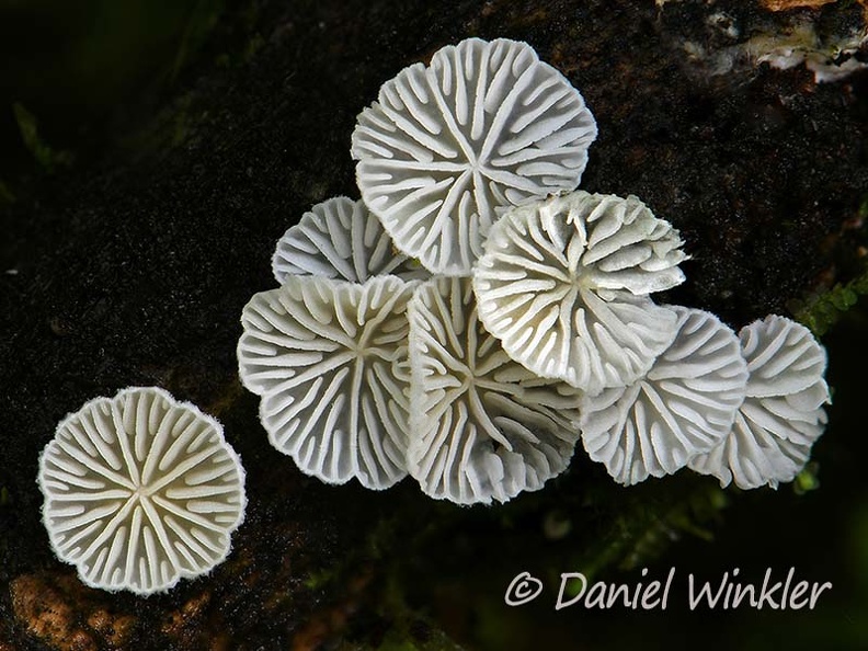 Resupinatus gills Close Cedro DW Ms.jpg
