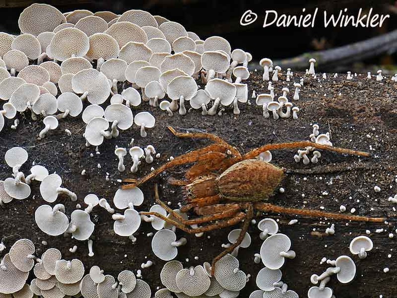 Panellus w spider Mocoa hyb DW Ms.jpg