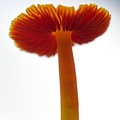 Hygrocybe gills against the sky