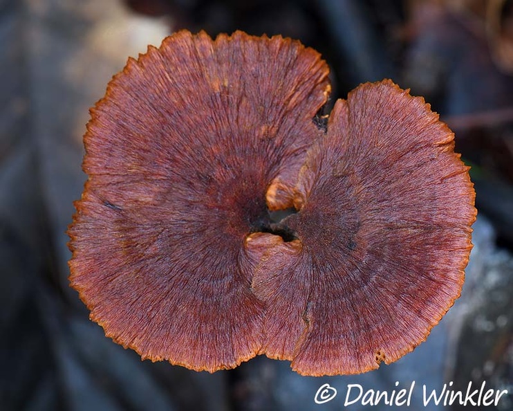 Coltricia cap Escondida DW Ms.jpg