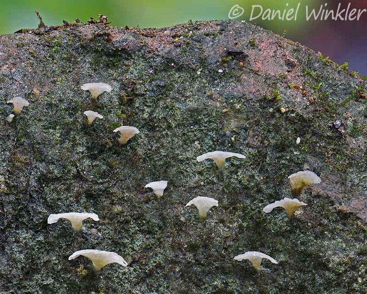 Cyphellostereum pusiolum Side DW Ms.jpg