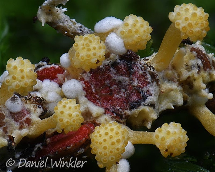 Beauveria on small grasshopper Detail DW Ms.jpg