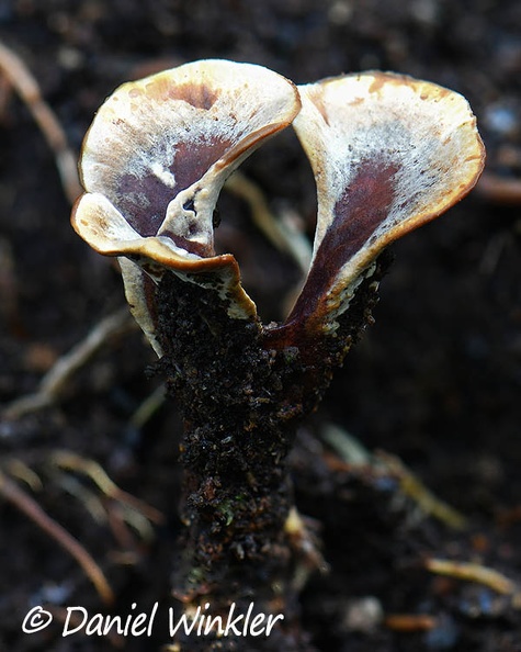 Hymenochaete damaecornis young Escondida DW Ms.jpg