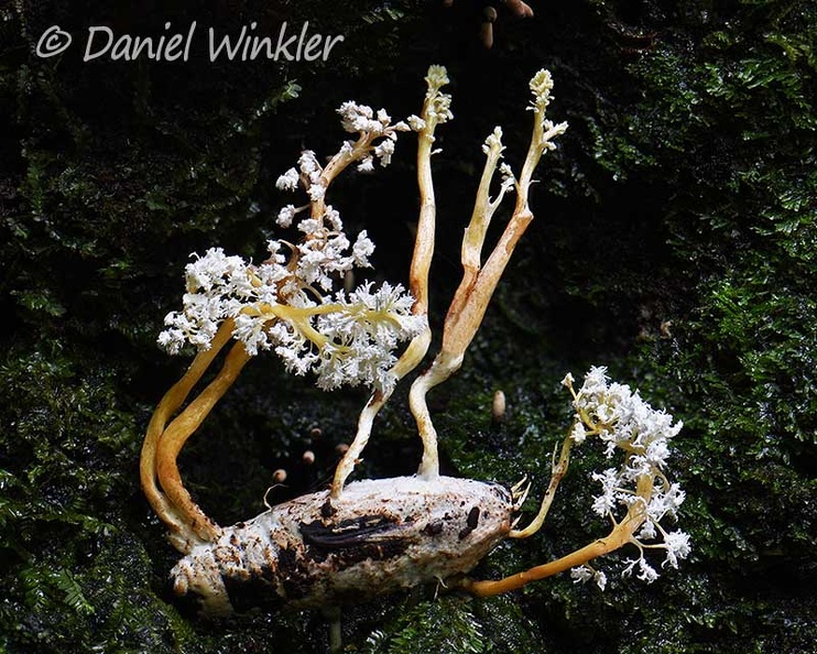 Cordyceps tenuipes Isla HA DW Ms.jpg