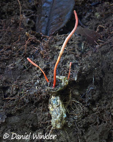 Ophiocordyceps nidus exposed DW Ms.jpg