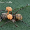 Ophiocordyceps binata, aka Ophiocordyceps lloydii var binata top side