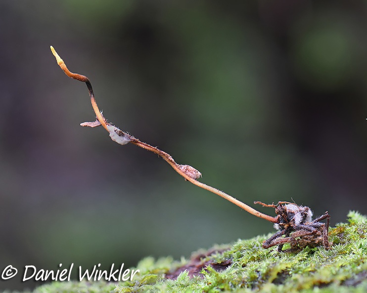Cordyceps on kissing bug DW Ms.jpg