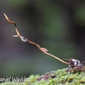 Cordyceps on kissing bug in Isla Escondida, Putumayo