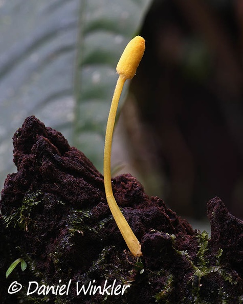 Leucocoprinus birnbaumii young DW Ms.jpg