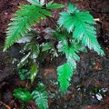 We called this Selaginella wildenowii spikemoss,  the "Walmart fern" since it has such a plastic looking green-blue color that my camera did not do justice too. Seen in Isla Escondida