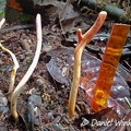 Ophiocordyceps melolonthae giant larva in situ with a 10cm scale, in Isla Escondida, Putumayo