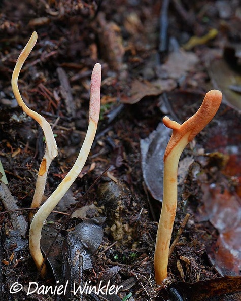 Ophiocordyceps melolonthae giant larva in situ DW Ms.jpg